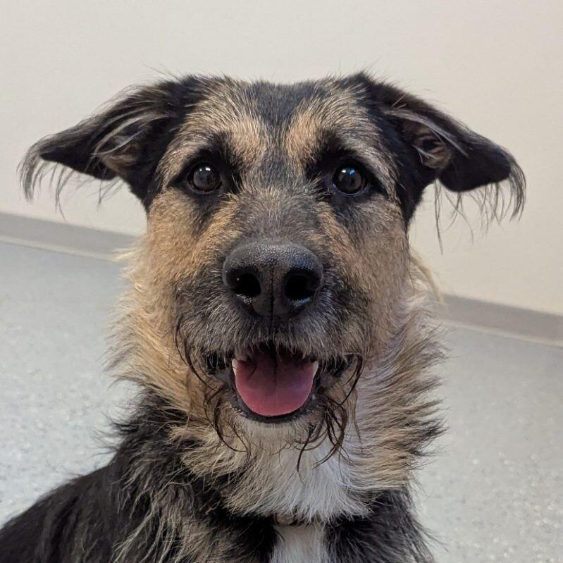 Enlarge Hank, a Adoptable mixed breed in Yankton, SD image 4/5