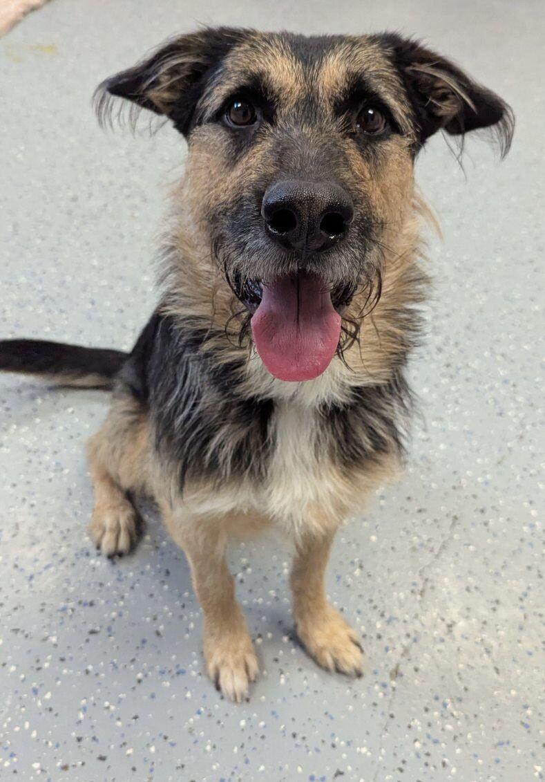 Enlarge Hank, a Adoptable mixed breed in Yankton, SD image 5/5