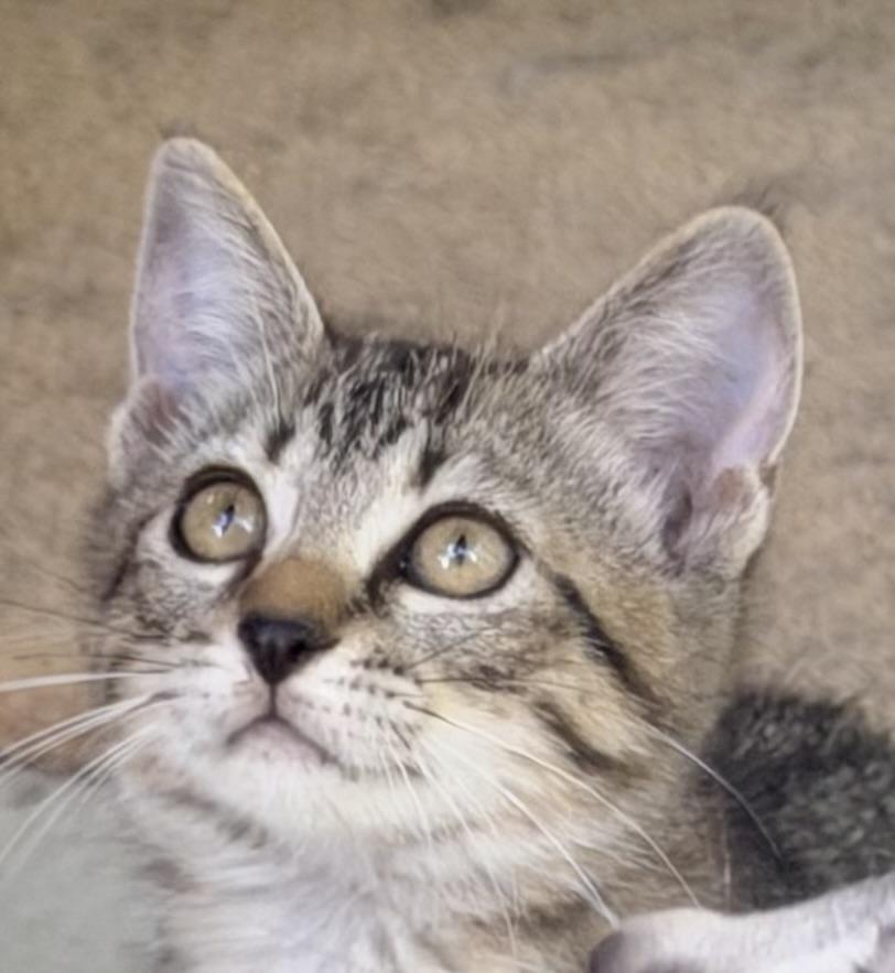 Bambi, a ADOPTABLE mixed breed in Pittsburgh, PA image 4/4