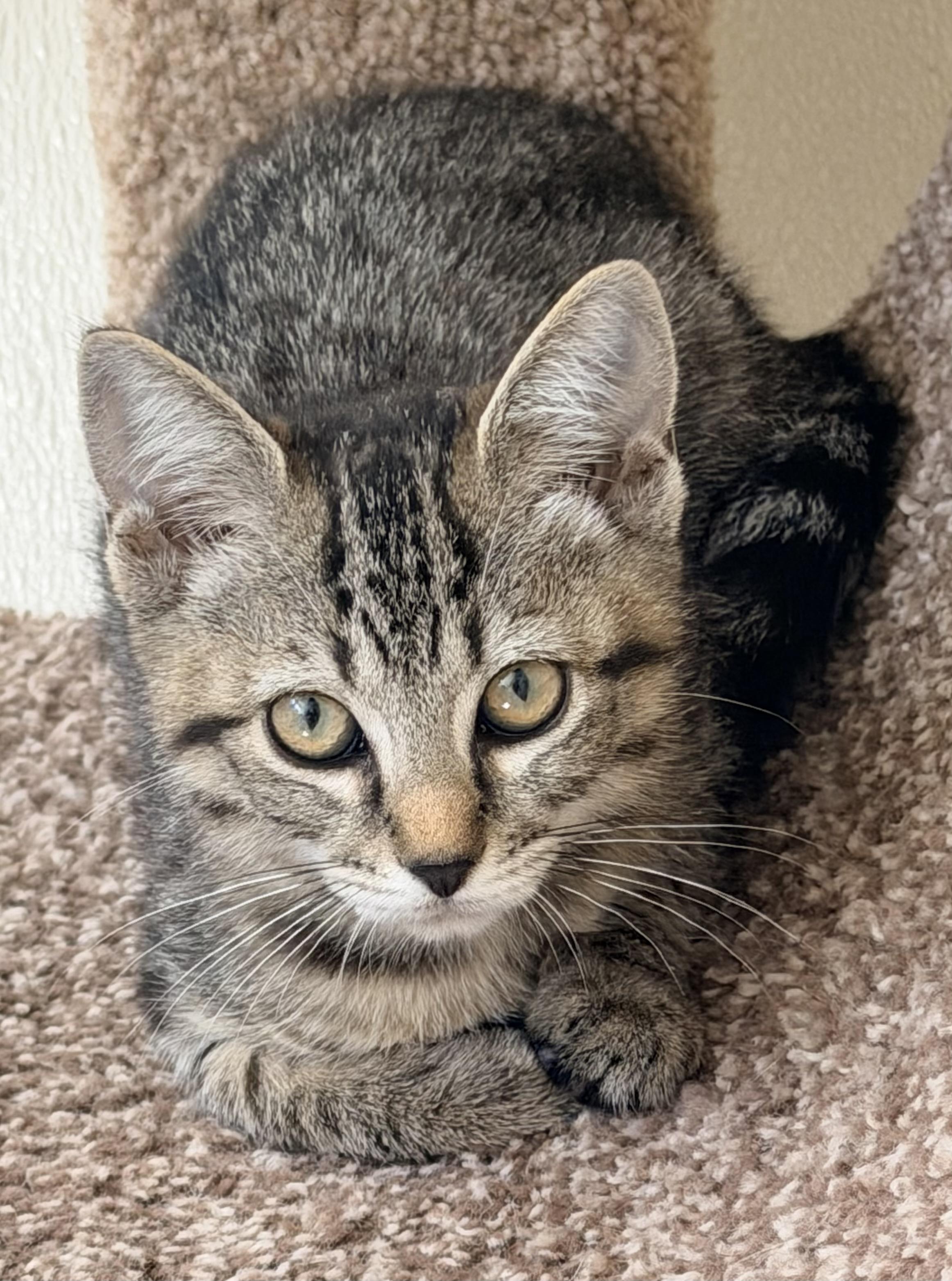 Enlarge Bambi, a Adopted mixed breed in Pittsburgh, PA image 6/6