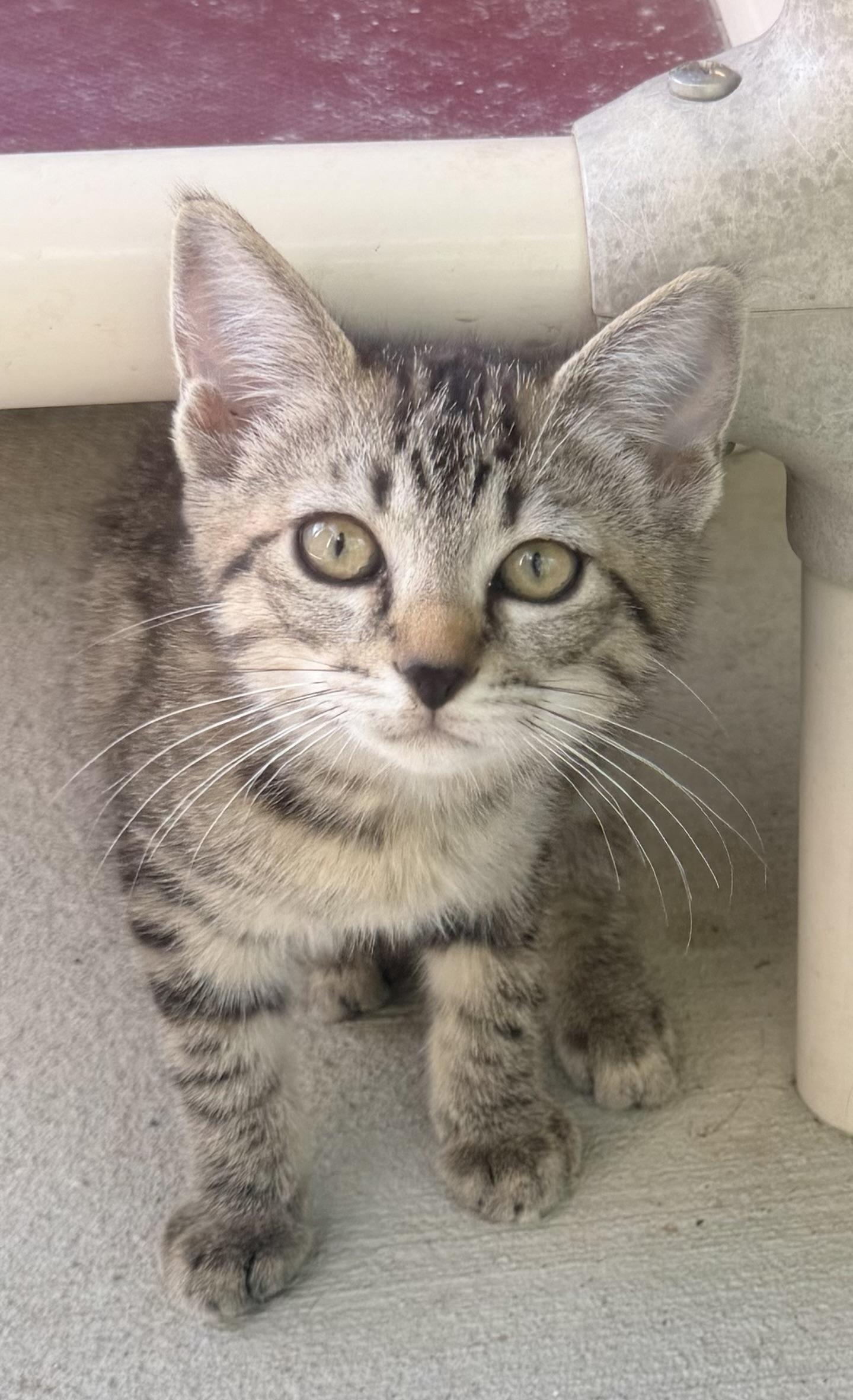 Bambi, ADOPTABLE, Kitten Female Tabby & Domestic Short Hair.