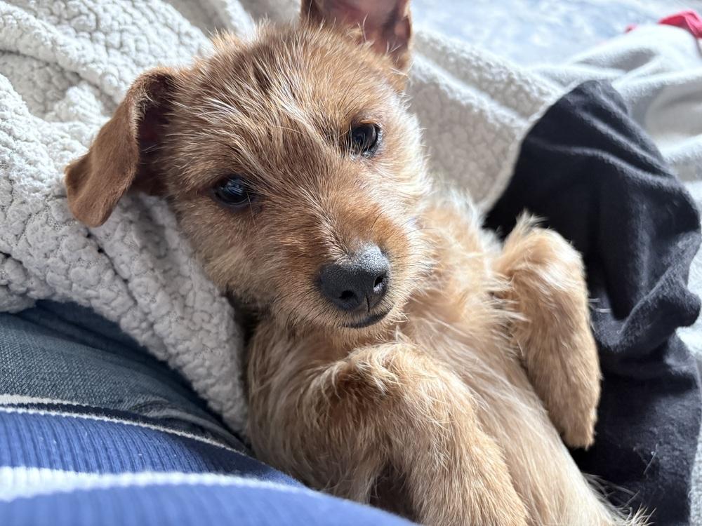 Carly, Adoptable, Puppy Female Chihuahua & Terrier.