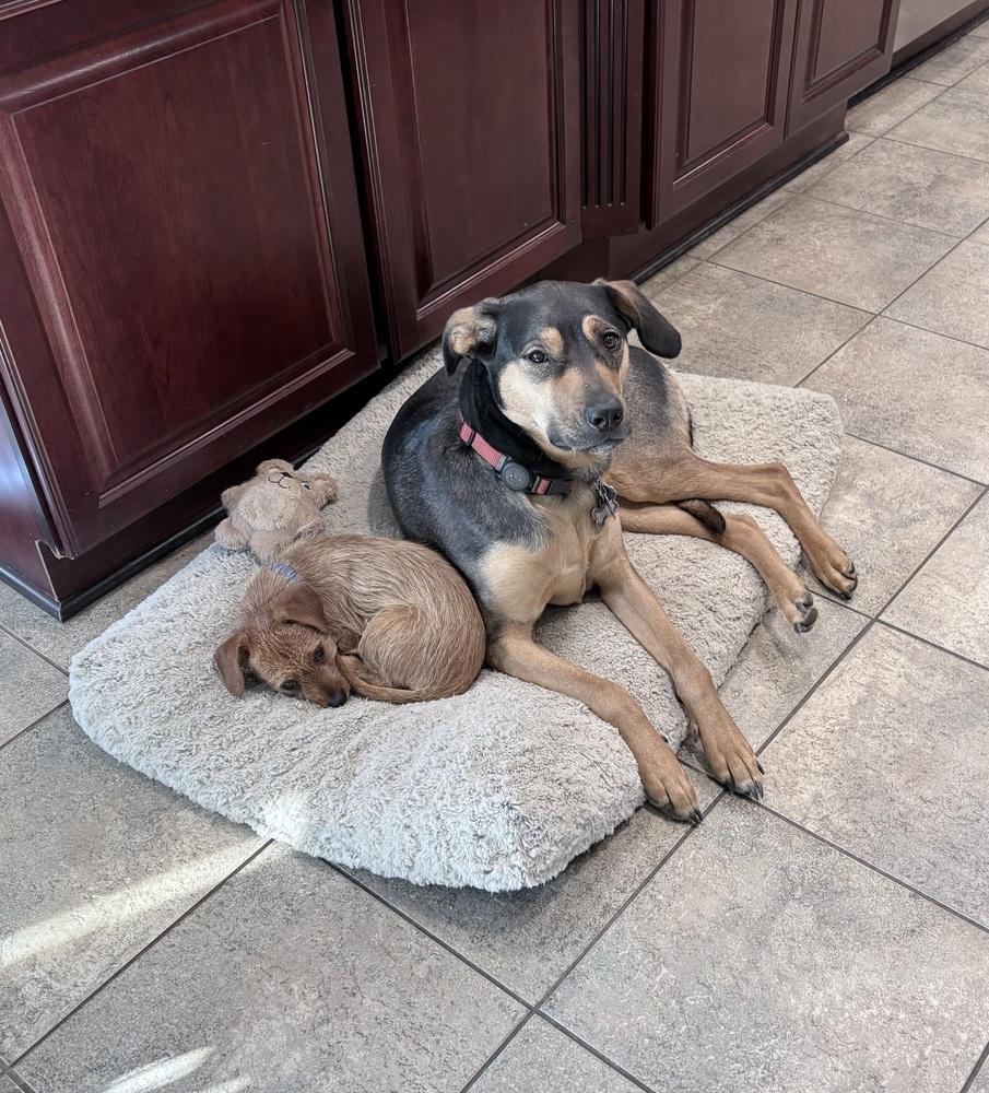 Enlarge Carly, a Adoptable mixed breed in Amherst, NY image 4/6