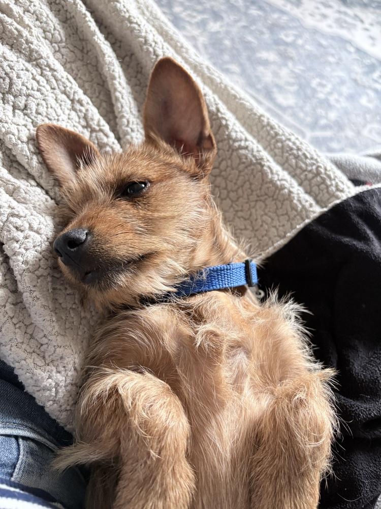 Enlarge Carly, a Adoptable mixed breed in Amherst, NY image 5/6