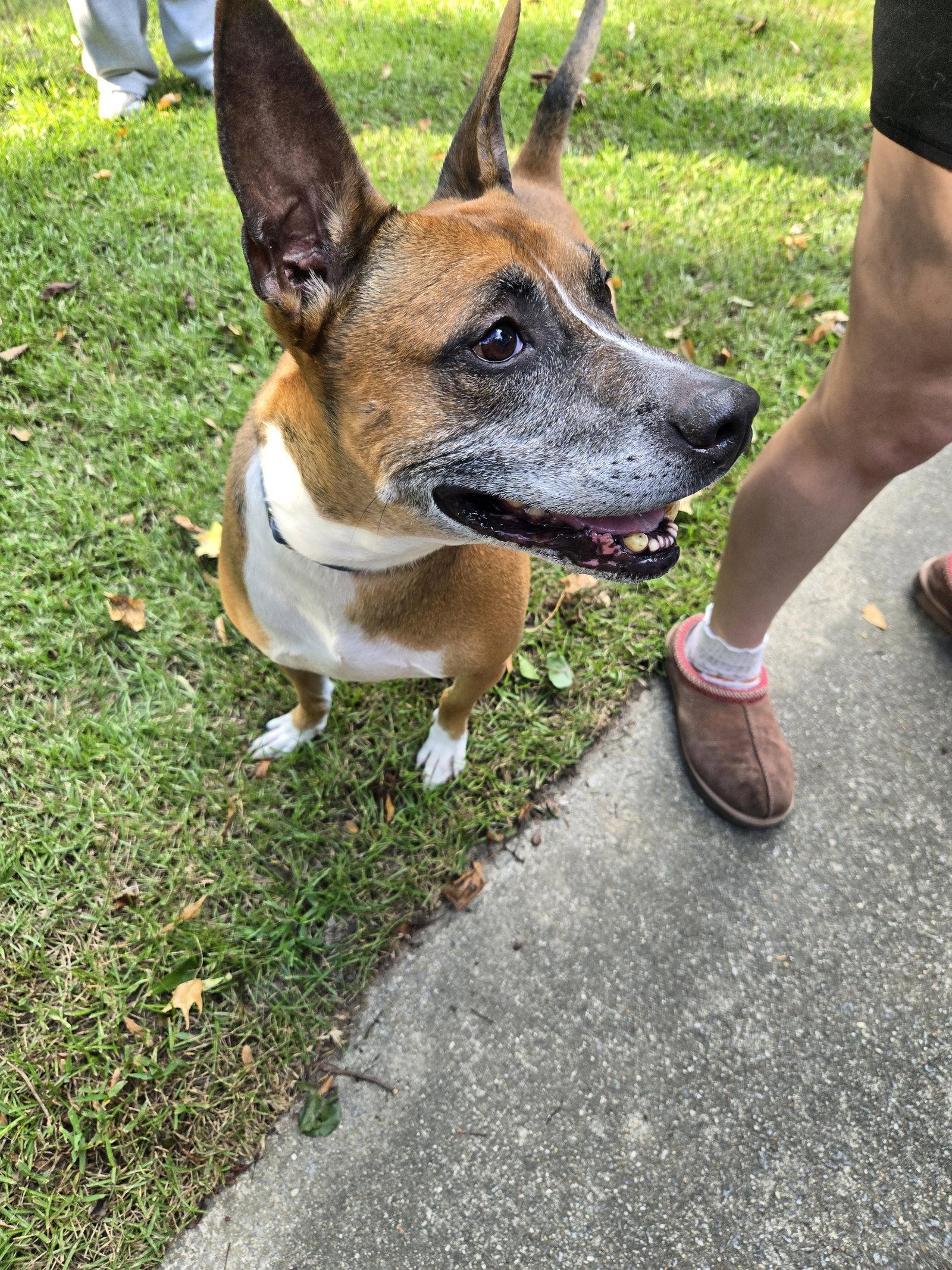 Enlarge Edwin, a Adoptable Boxer in Garner, NC image 2/3
