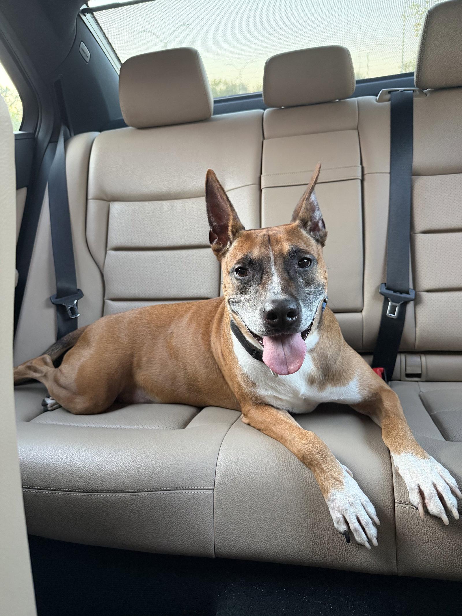 Enlarge Edwin, a Adoptable Boxer in Garner, NC image 3/3