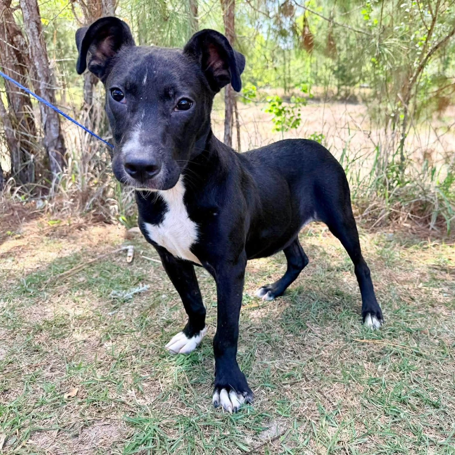 Enlarge Shayla, an adopted mixed breed in Albion, MI image 5/6