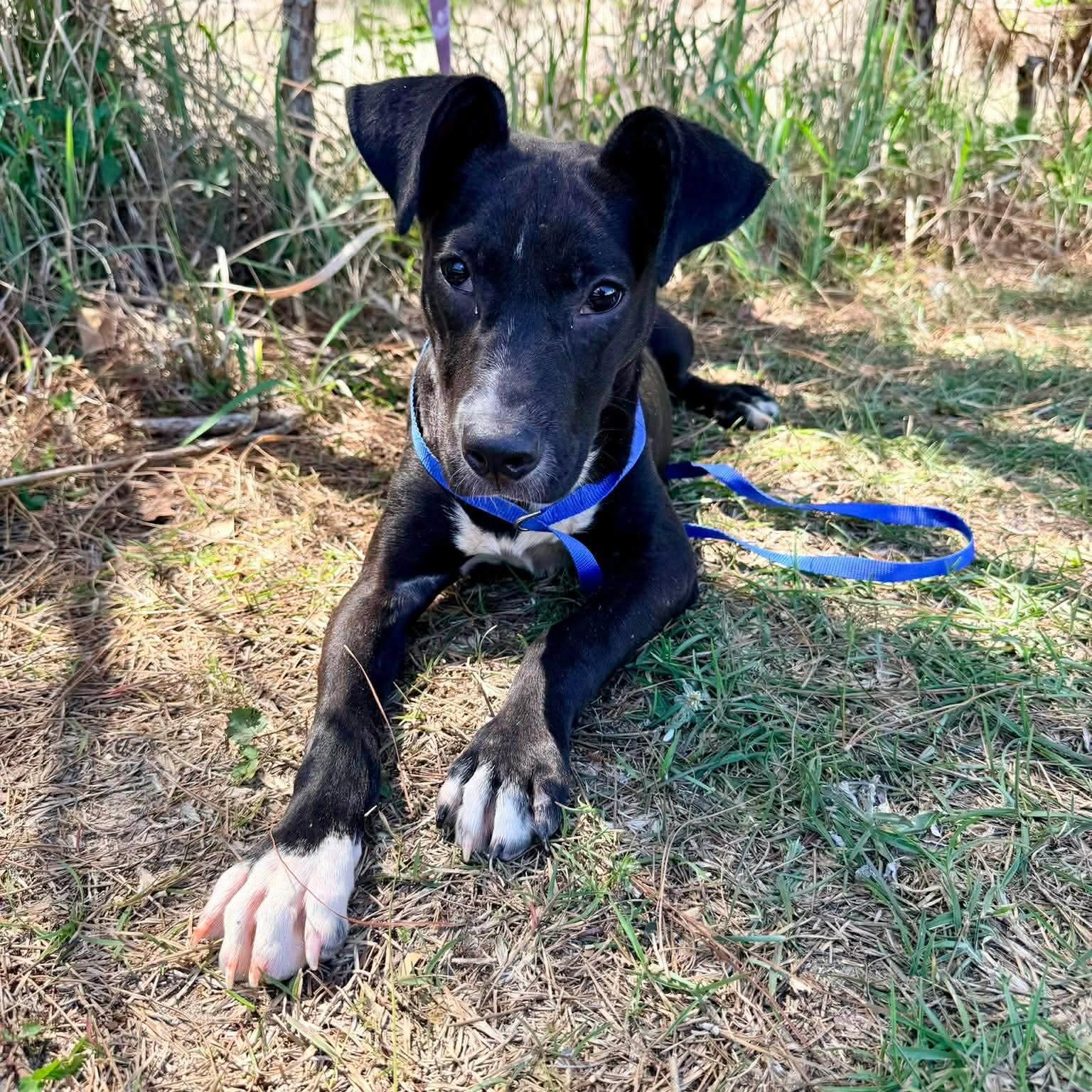 Shayla, adopted, Puppy Female Labrador Retriever.