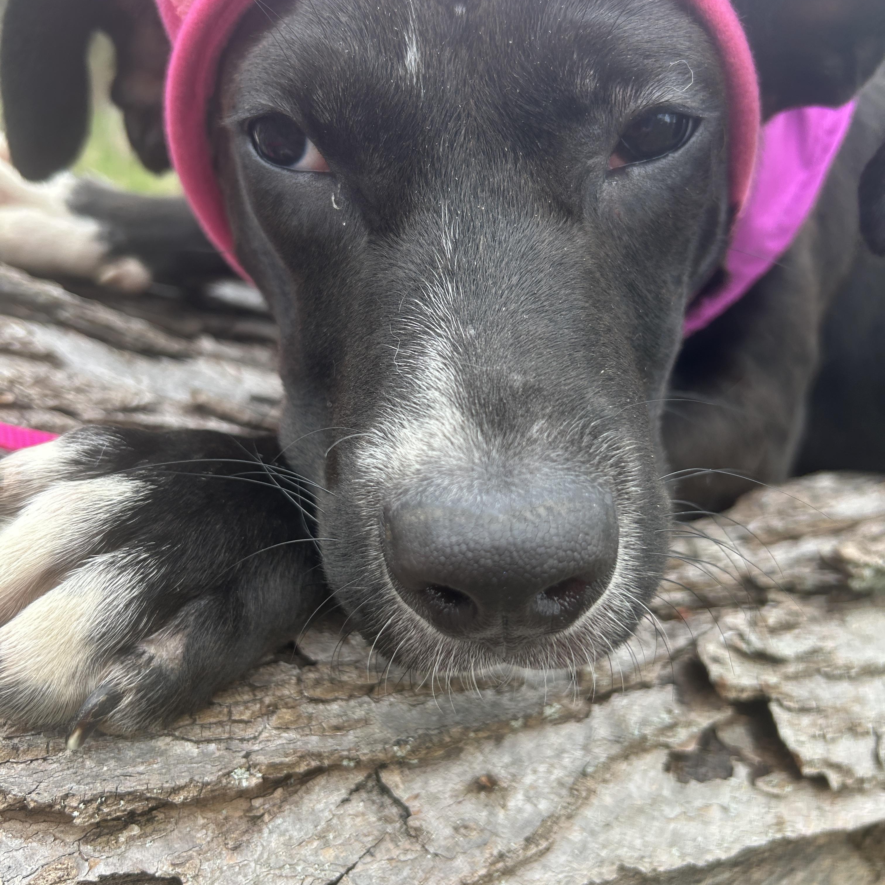 Enlarge Shayla, an adopted mixed breed in Albion, MI image 6/6