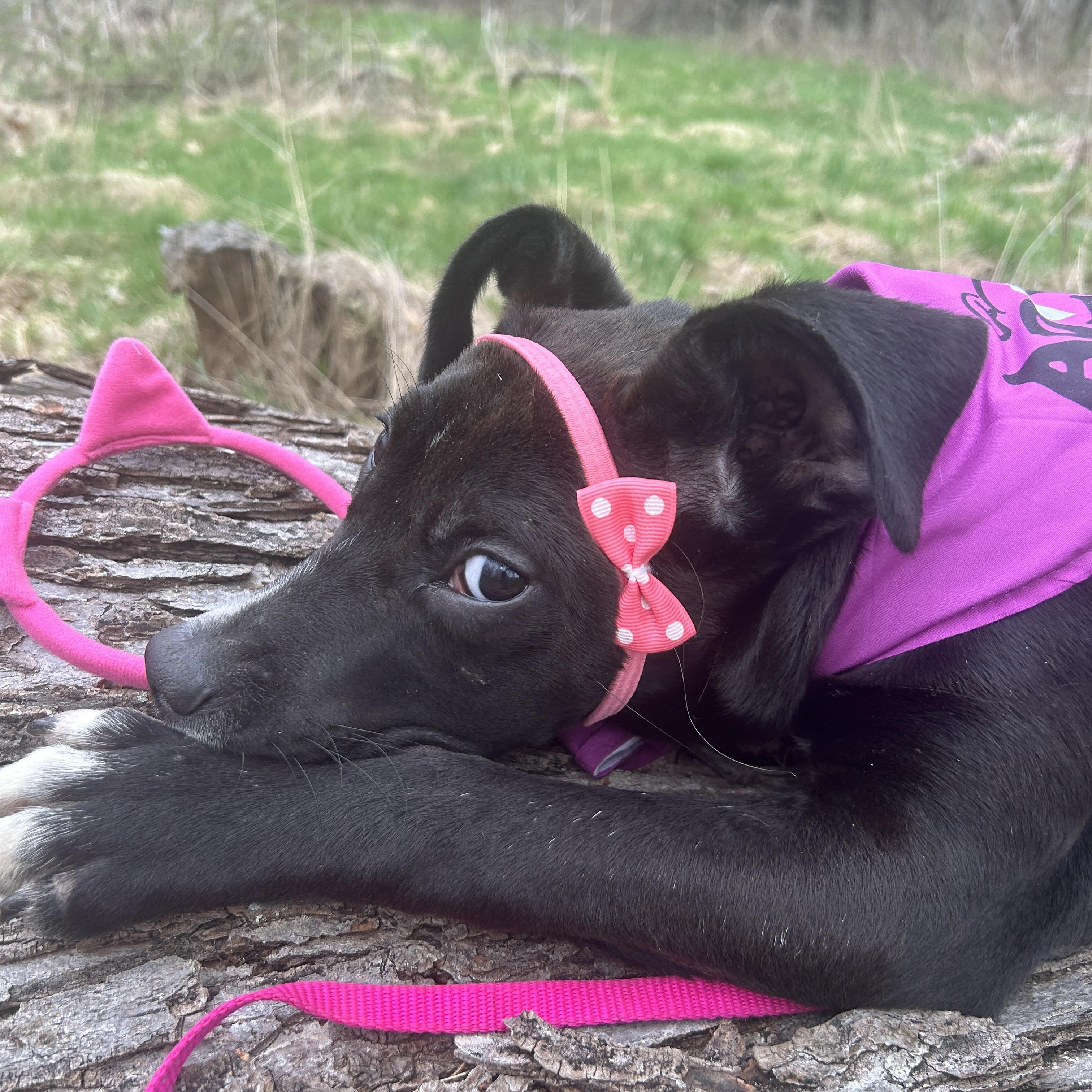 Enlarge Shayla, an adopted mixed breed in Albion, MI image 4/6