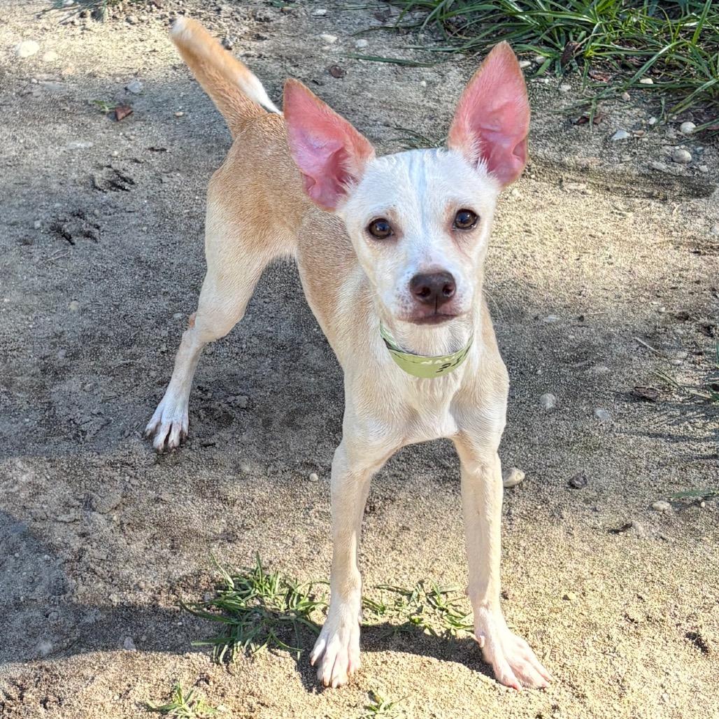 Enlarge Louie, a Adoptable mixed breed in Calverton, NY image 1/1
