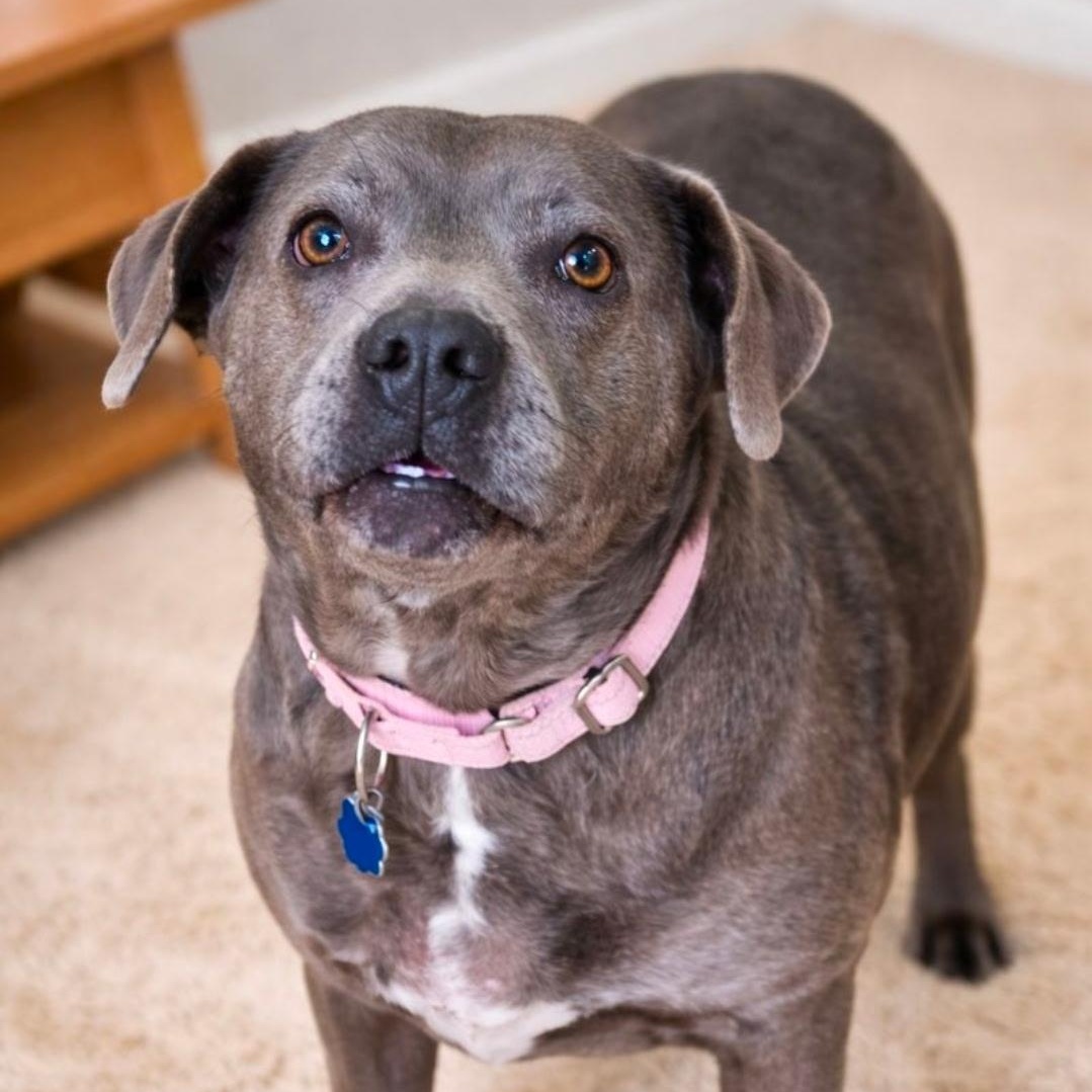 Chase , ADOPTABLE, Senior Female Pit Bull Terrier & Labrador Retriever.