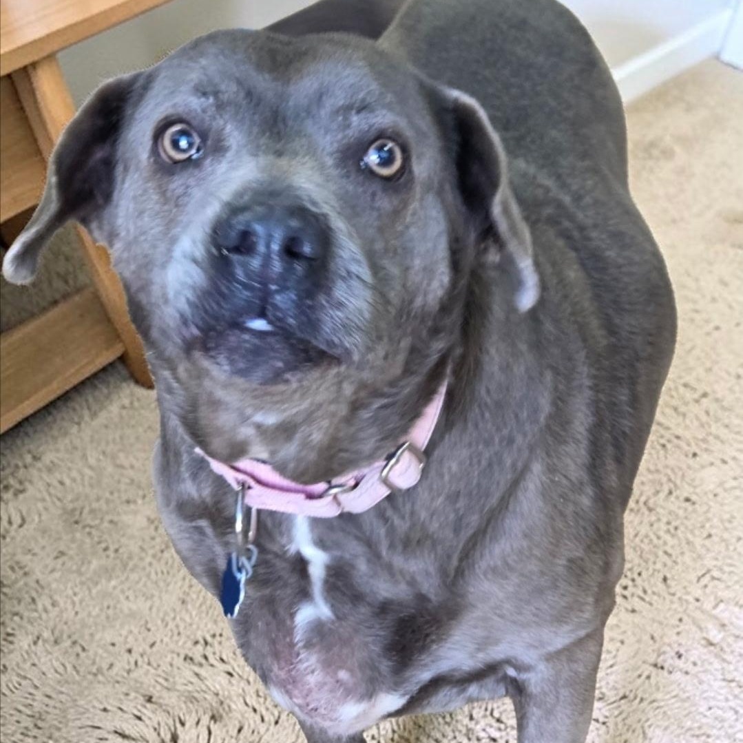 Chase , ADOPTABLE, Senior Female Pit Bull Terrier & Labrador Retriever.