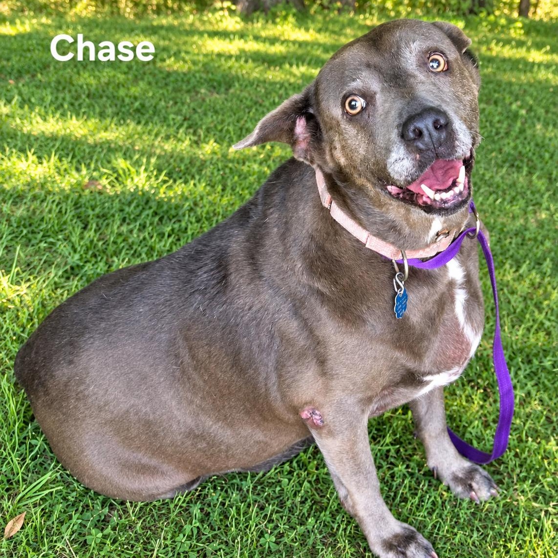 Chase , Adoptable, Senior Female Pit Bull Terrier & Labrador Retriever.