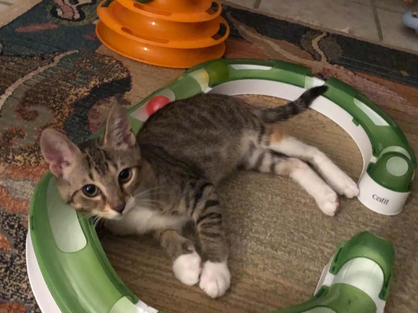 Enlarge Eleanor, a Adoptable Tabby in Ormond beach, FL image 1/2