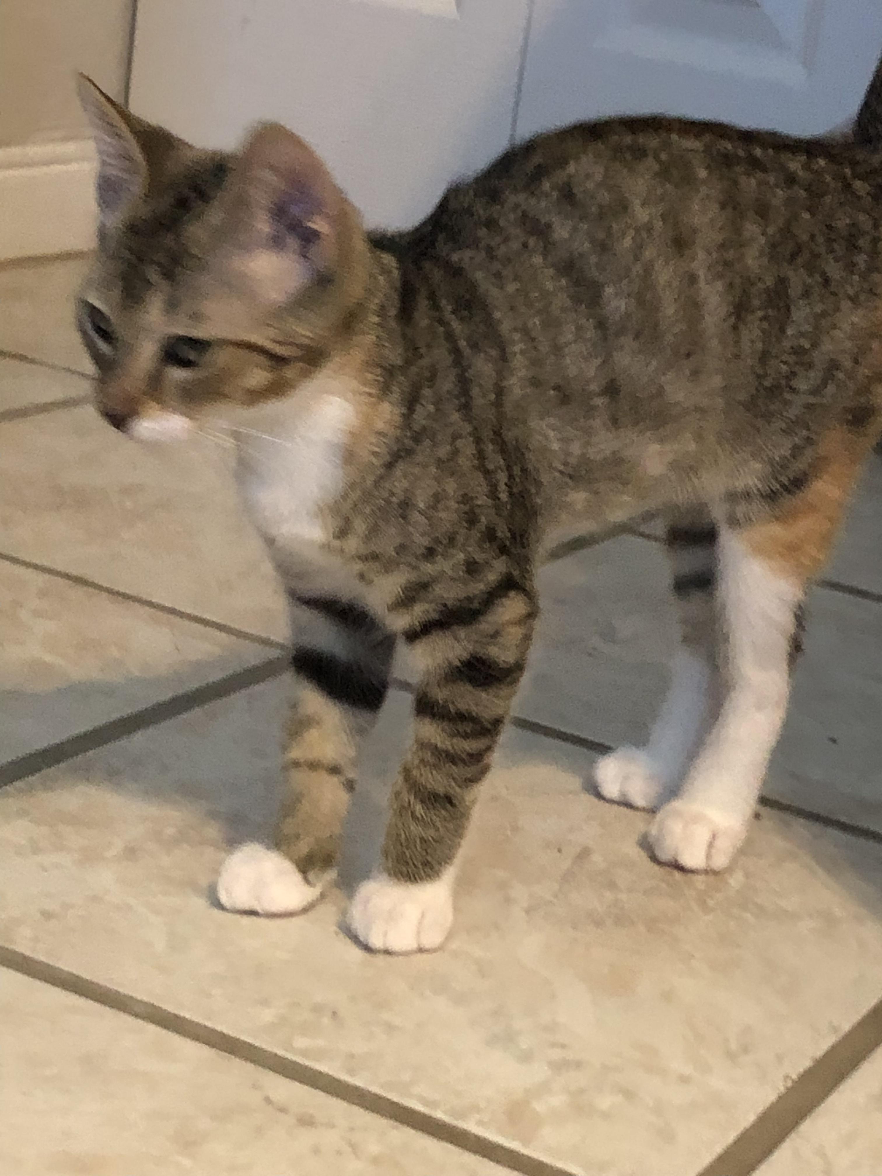 Enlarge Eleanor, a Adoptable Tabby in Ormond beach, FL image 2/2