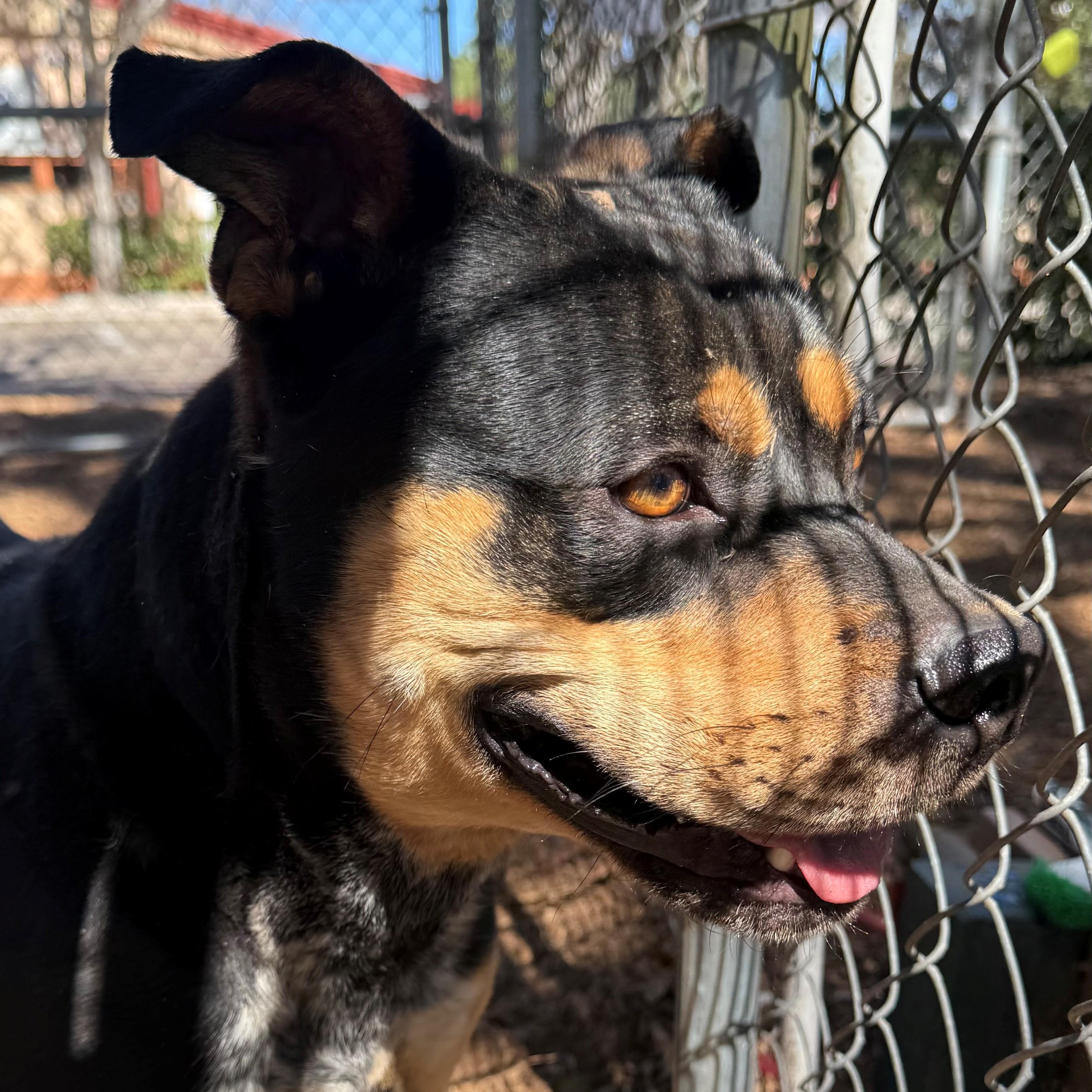 Enlarge Chowder, a ADOPTABLE mixed breed in St. Augustine, FL image 4/5