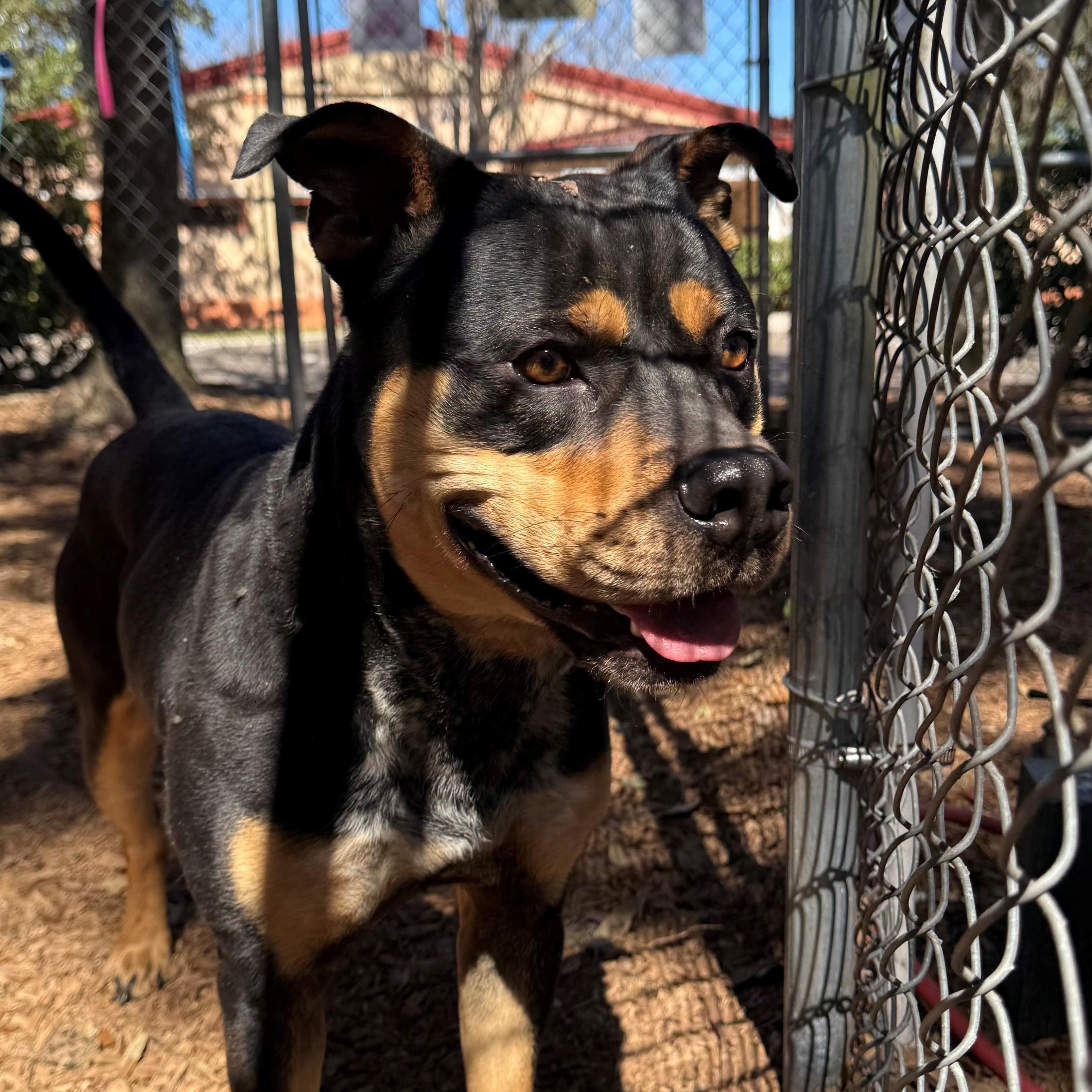 Enlarge Chowder, a ADOPTABLE mixed breed in St. Augustine, FL image 1/5