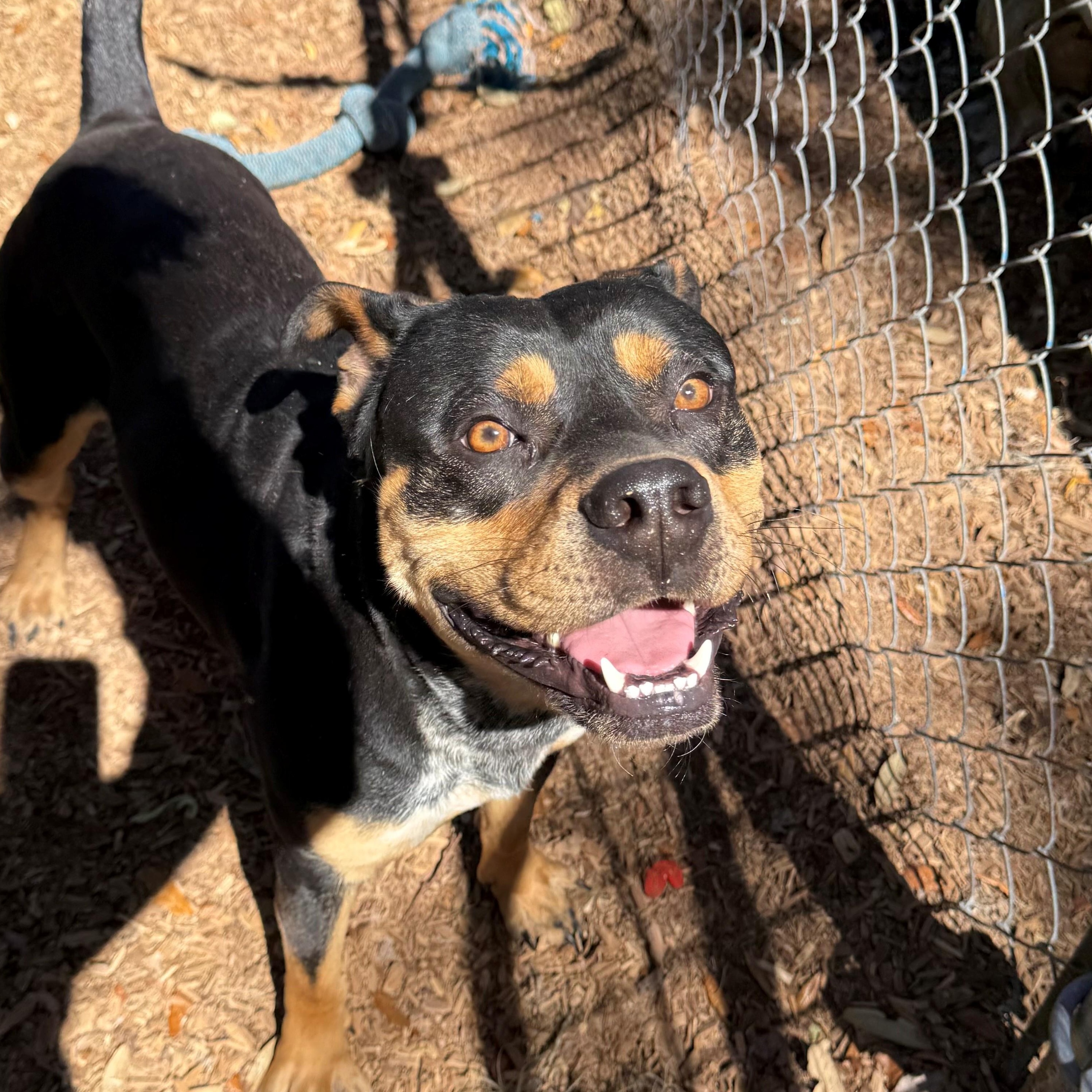 Enlarge Chowder, a ADOPTABLE mixed breed in St. Augustine, FL image 3/5