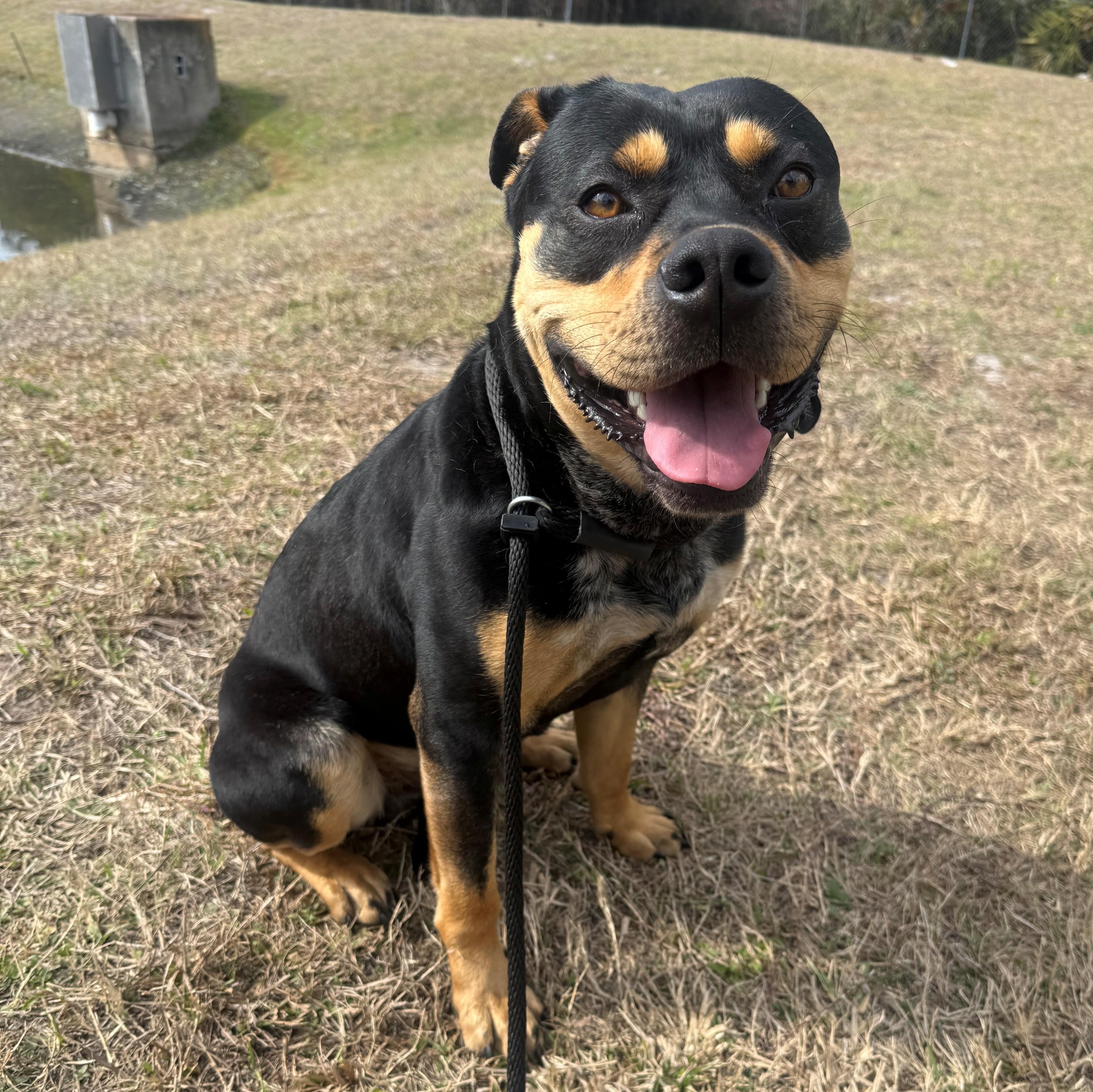 Enlarge Chowder, a ADOPTABLE mixed breed in St. Augustine, FL image 5/5