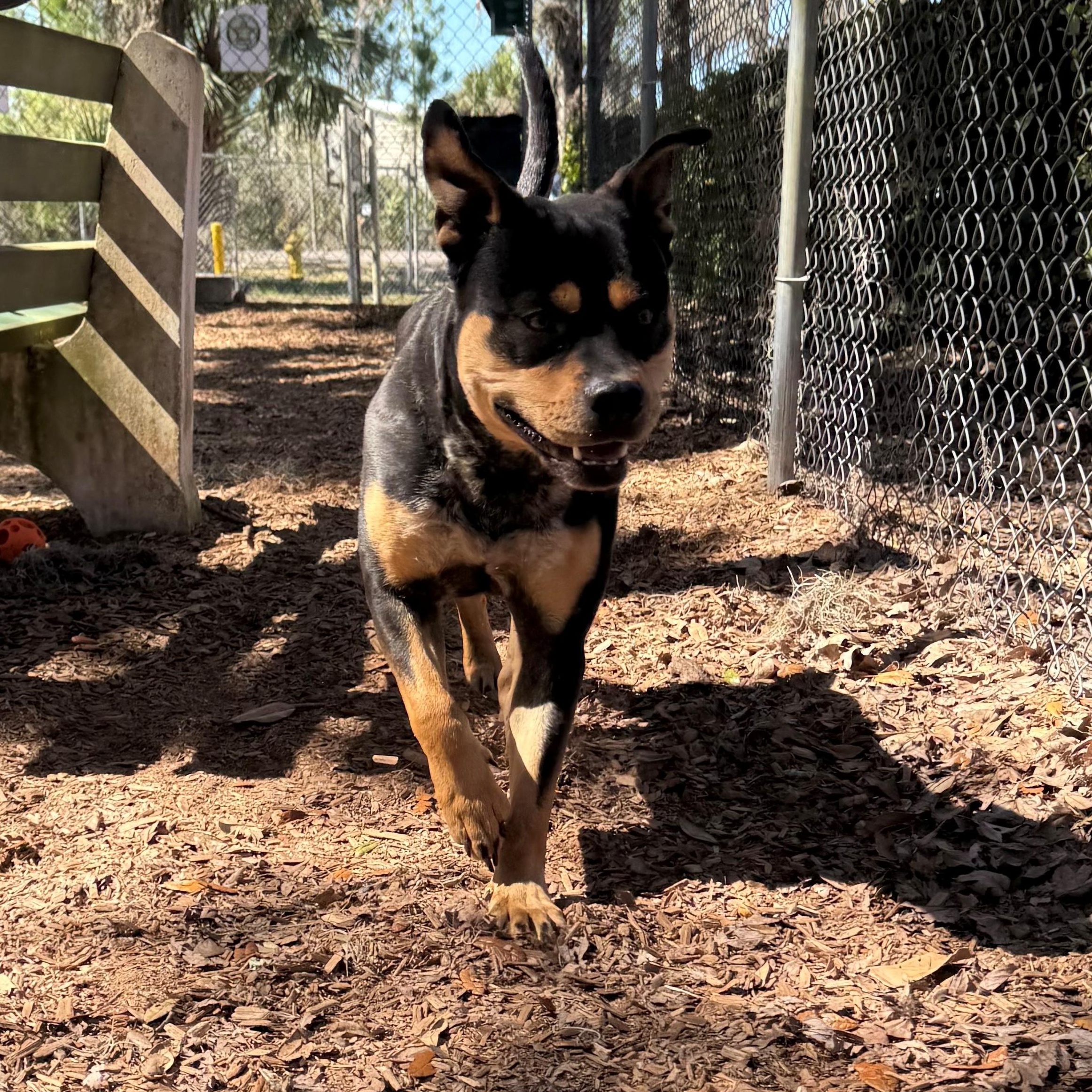 Enlarge Chowder, a ADOPTABLE mixed breed in St. Augustine, FL image 2/5