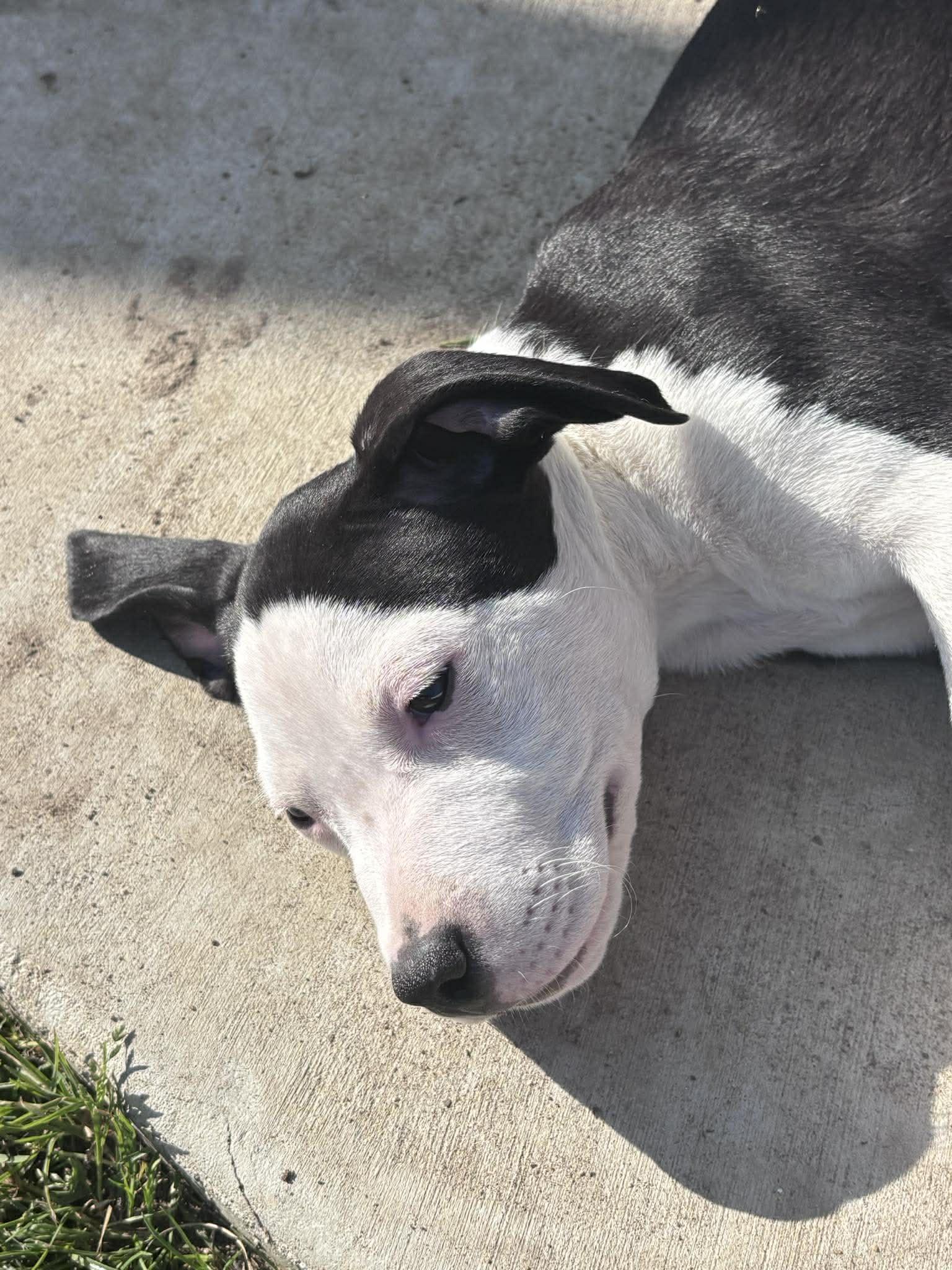 Enlarge Flynn, an adopted mixed breed in Ayden, NC image 3/5