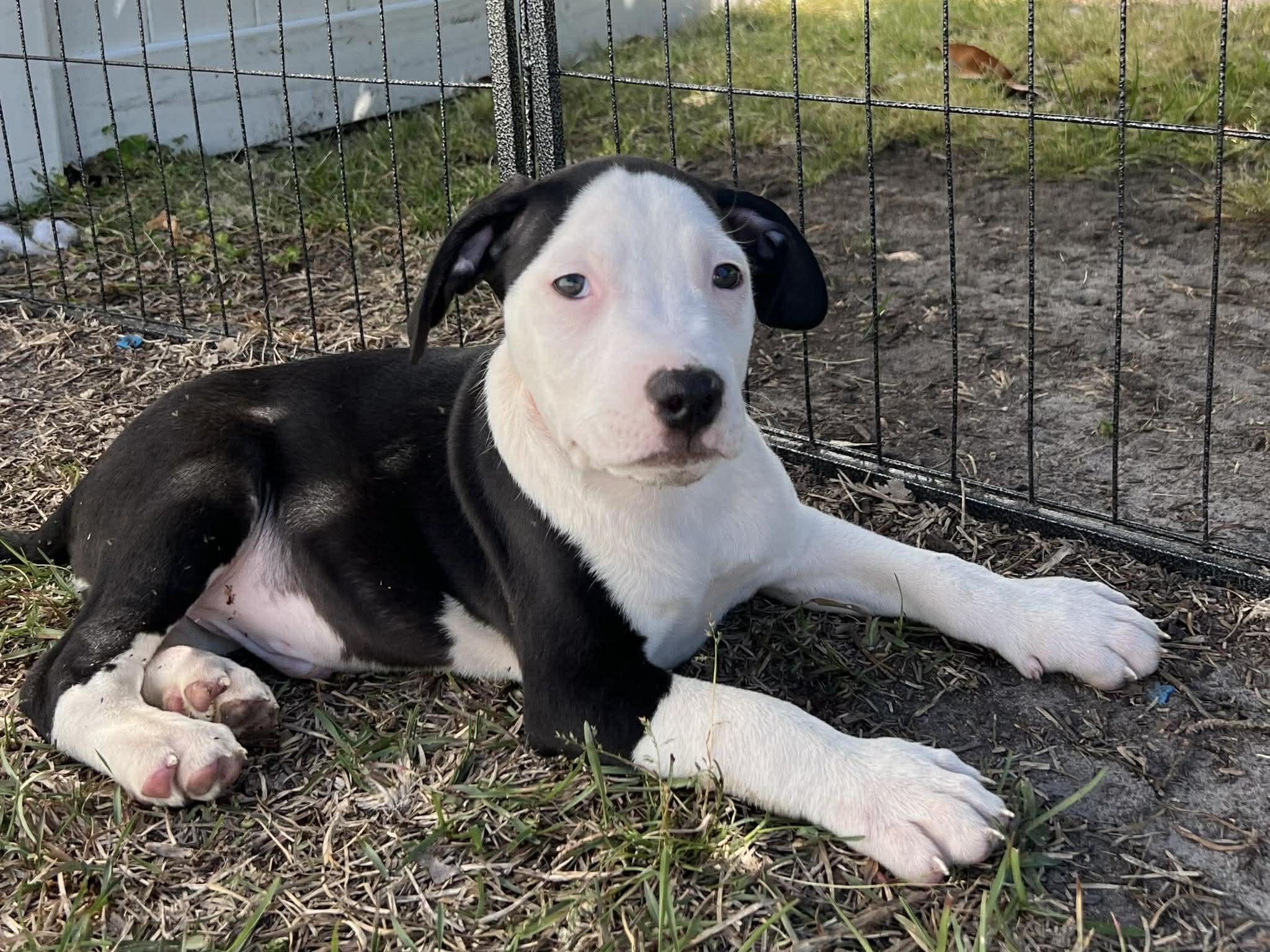 Enlarge Flynn, an adopted mixed breed in Ayden, NC image 5/5