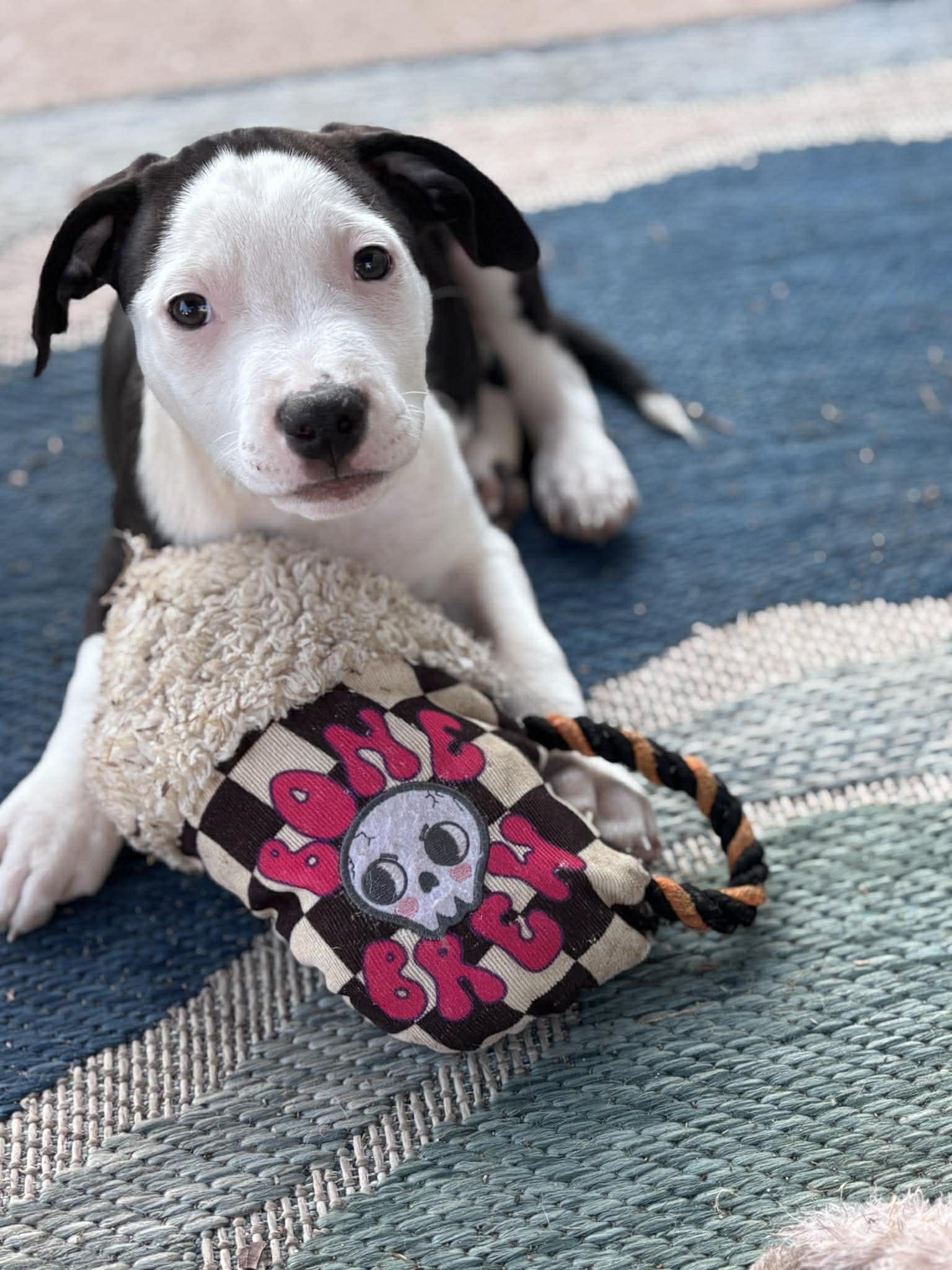 Enlarge Flynn, an adopted mixed breed in Ayden, NC image 1/5