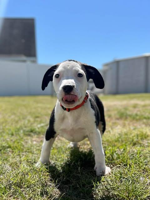 Enlarge Flynn, an adopted mixed breed in Ayden, NC image 2/5