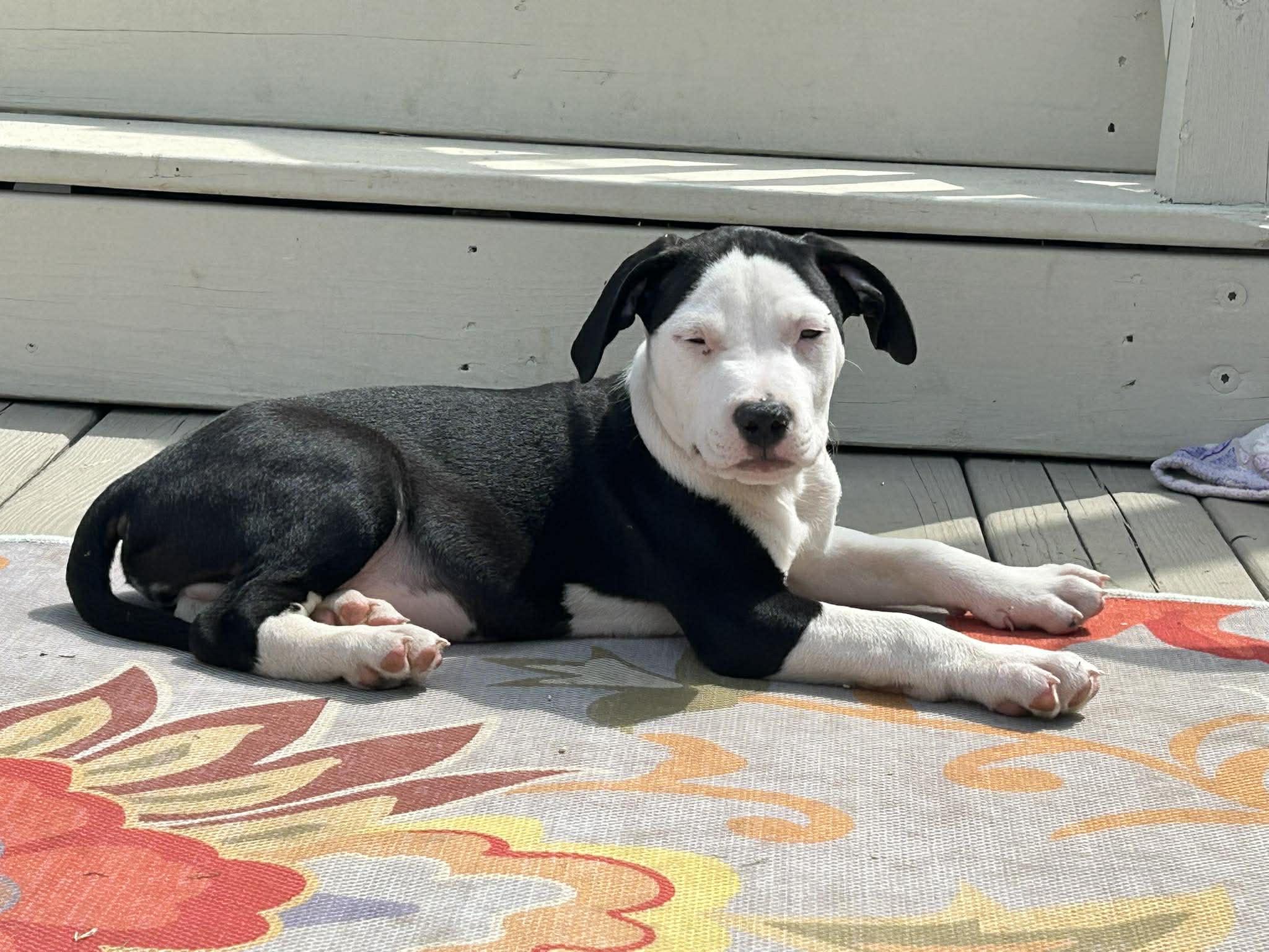 Enlarge Flynn, an adopted mixed breed in Ayden, NC image 4/5
