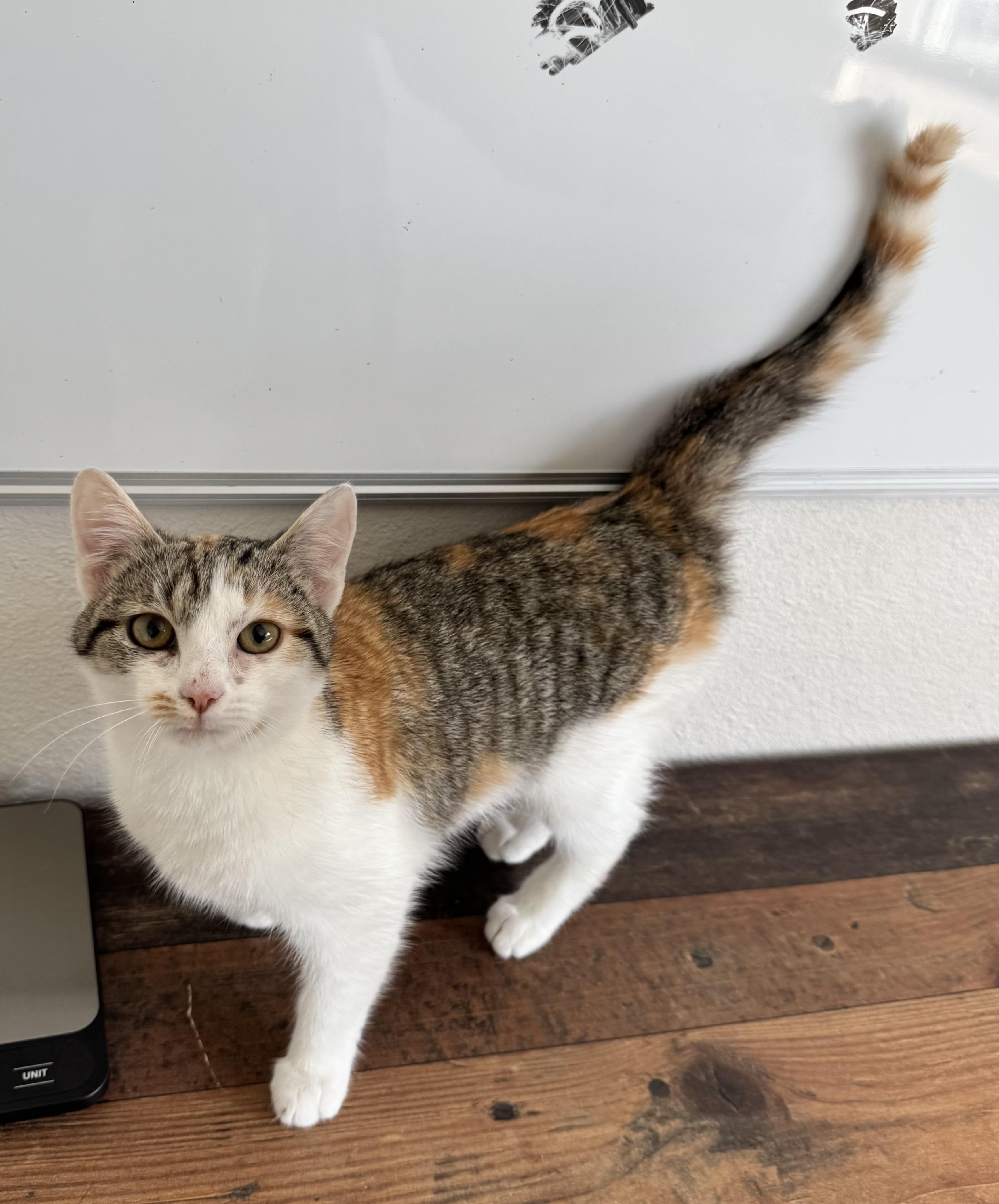 Enlarge Blaze, an adopted Domestic Short Hair in Crowley, TX image 1/2