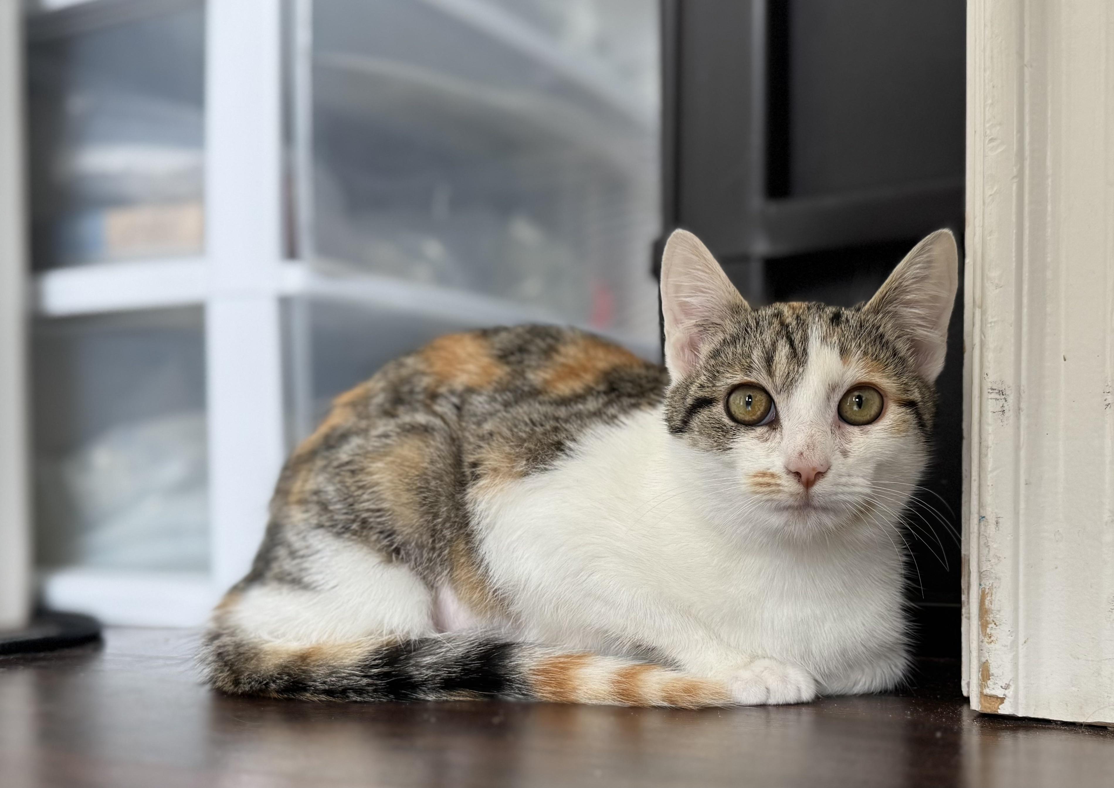 Enlarge Blaze, an adopted Domestic Short Hair in Crowley, TX image 2/2