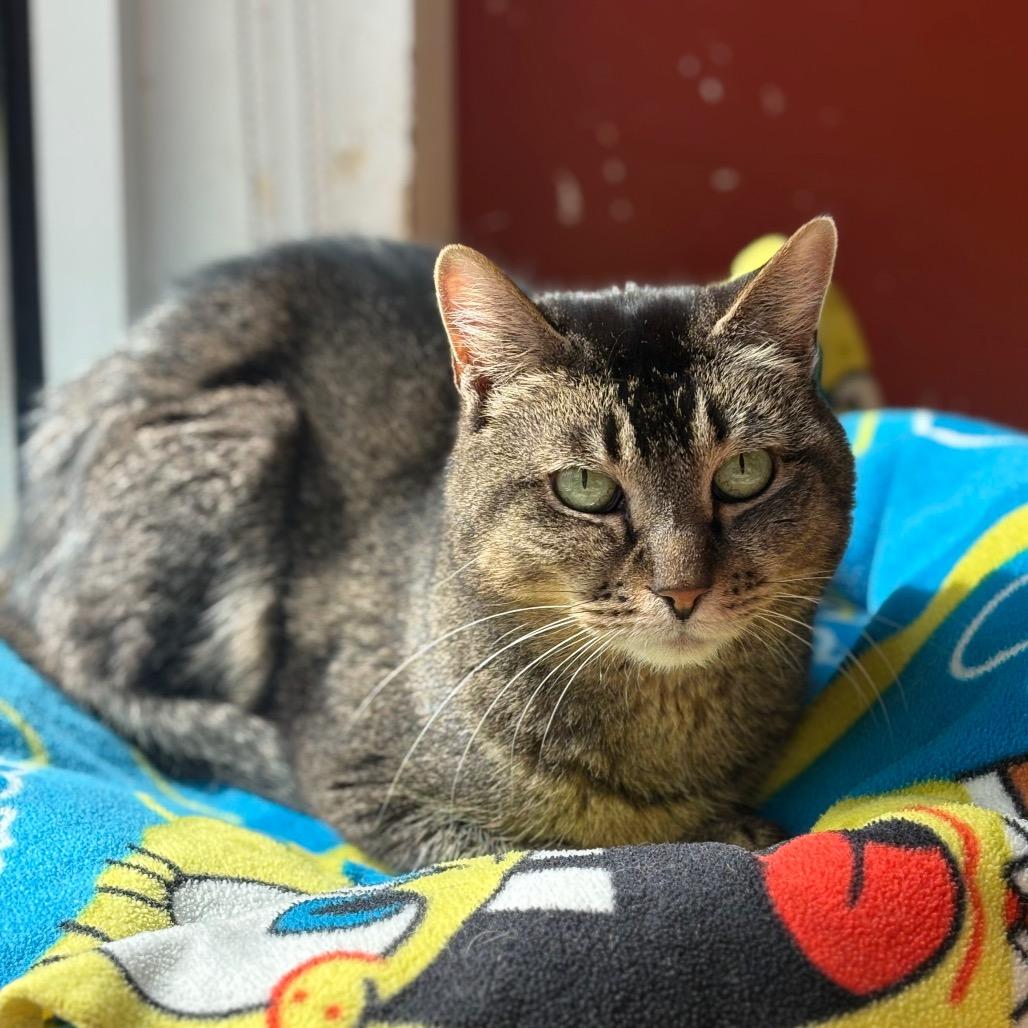 Enlarge Whiskey, a Adoptable Domestic Short Hair in Chicago, IL image 1/2