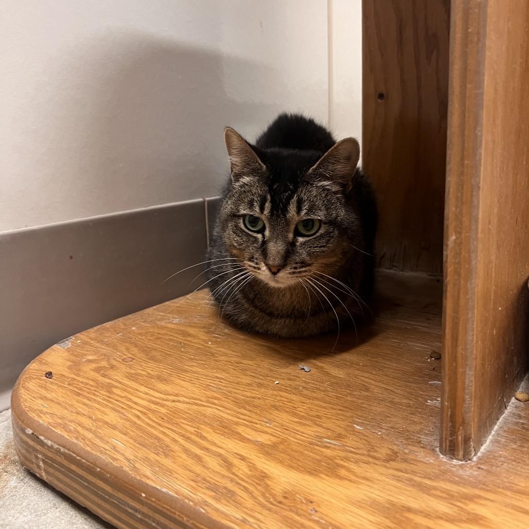 Enlarge Whiskey, a Adoptable Domestic Short Hair in Chicago, IL image 2/2