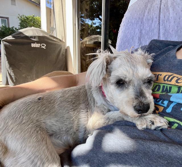 Grandpa Joe, Adoptable, Senior Male Schnauzer.