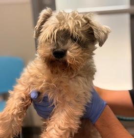 Enlarge Grandpa Joe, a Adoptable mixed breed in El Cajon, CA image 2/6
