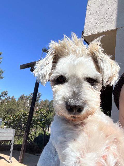 Enlarge Grandpa Joe, a Adoptable mixed breed in El Cajon, CA image 3/6