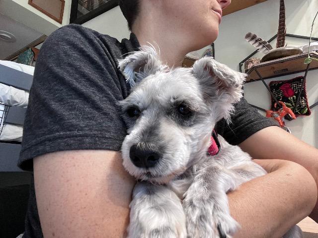 Enlarge Grandpa Joe, a Adoptable mixed breed in El Cajon, CA image 4/6