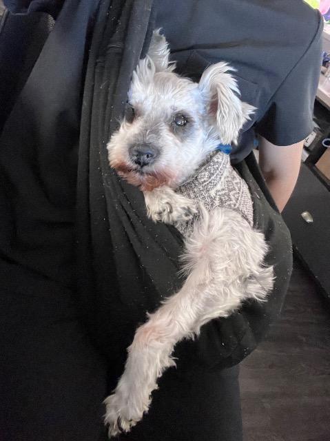Enlarge Grandpa Joe, a Adoptable mixed breed in El Cajon, CA image 5/6