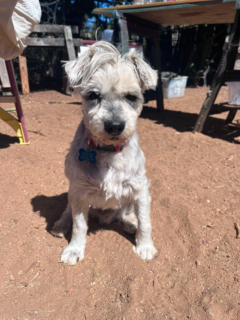 Enlarge Grandpa Joe, a Adoptable mixed breed in El Cajon, CA image 6/6
