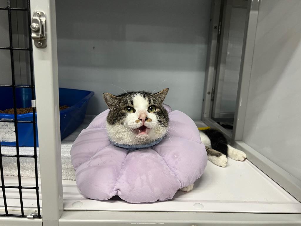 Benjamin, Adoptable, Young Male Domestic Short Hair.