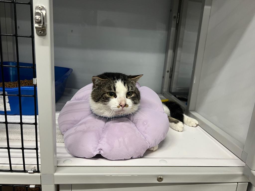 Enlarge Benjamin, a Adoptable mixed breed in Raleigh, NC image 2/3