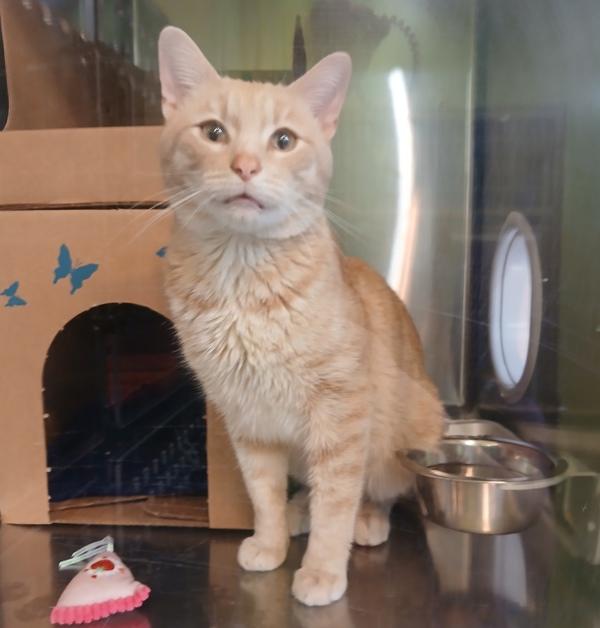 Enlarge Luca, a Adoptable mixed breed in Sioux City, IA image 1/1