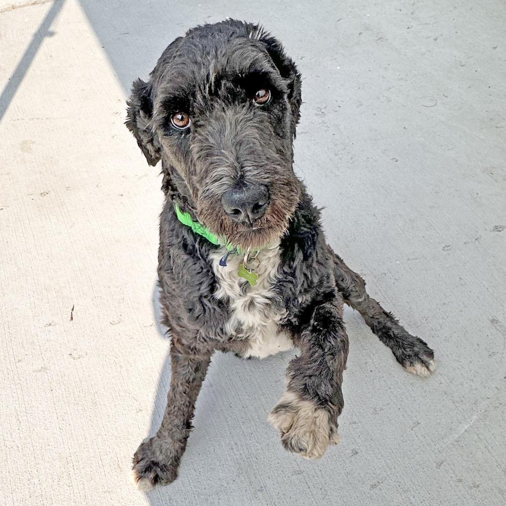 Dusty, Adoptable, Adult Male Mixed Breed.