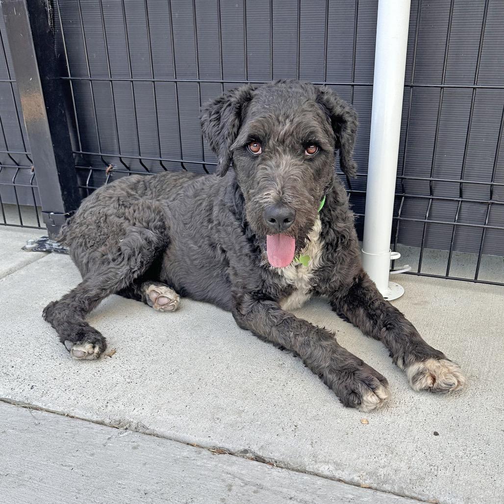Enlarge Dusty, a Adoptable Mixed Breed in Hailey, ID image 2/3