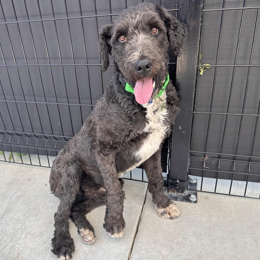 Enlarge Dusty, a Adoptable Mixed Breed in Hailey, ID image 3/3