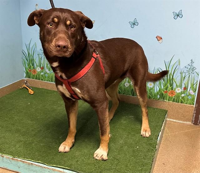 MJ, a Adoptable mixed breed in Castaic, CA image 1/2