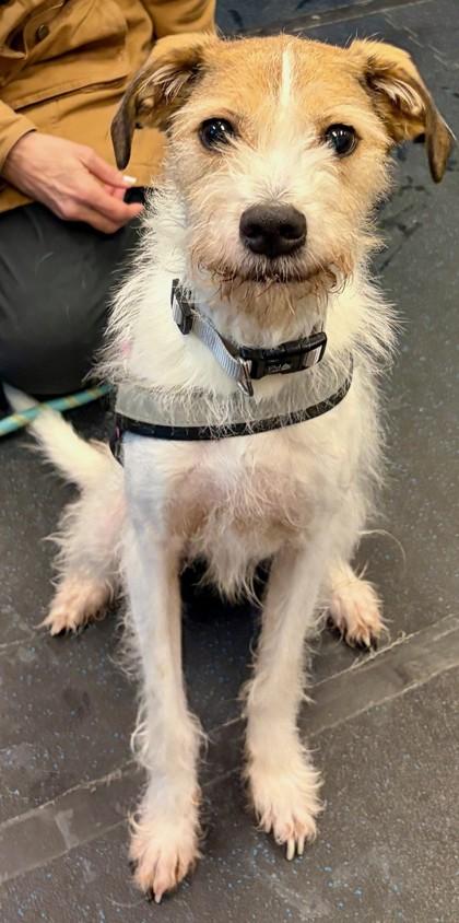 Enlarge Eddie 2, a Adoptable mixed breed in Baraboo, WI image 1/2