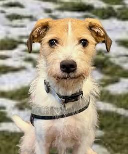 Eddie 2, Adoptable, Senior Male Parson Russell Terrier & Mixed Breed.