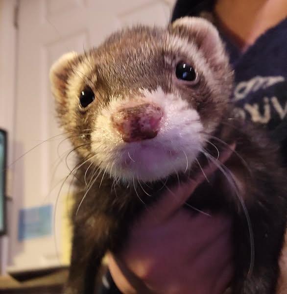 Enlarge Jasper, a Adoptable Ferret image 1/1